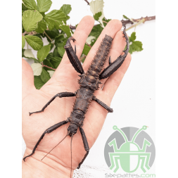 Eurycantha horrida
