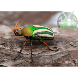 Eudicella gralli hubini