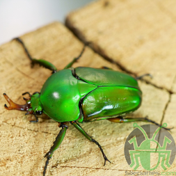 Eudicella morgani