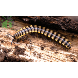 Orthomorpha subkarschi