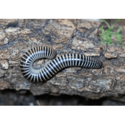 Chicobolus spinigerus