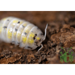 Armadillidium vulgare "magic potion"