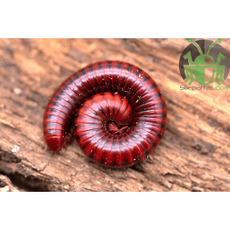 Centrobolus richardii