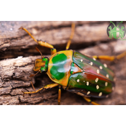Stephanorrhina guttata
