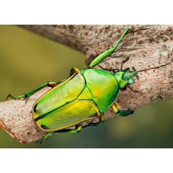 Eudicella aurata