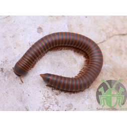 Atopochetus spinimargo