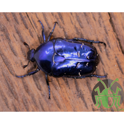 Protaetia elegans