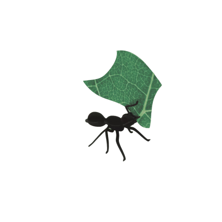 3D Insects - Leaf Cutter Ants