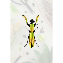 Insectes 3D - Mante Religieuse