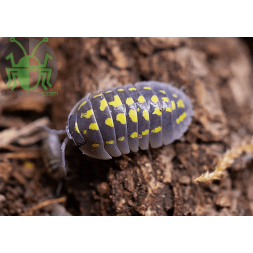 Armadillidium gestroi