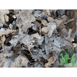 Feuilles de chêne