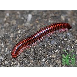 Centrobolus fulgidus