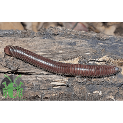 Chicobolus spinigerus " Marrone "