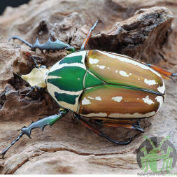 Mecynorrhina torquata ugandensis