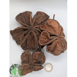 Gousse de lotus de terre - Lot de 3