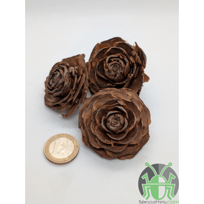 Cedar rose - Set von 3
