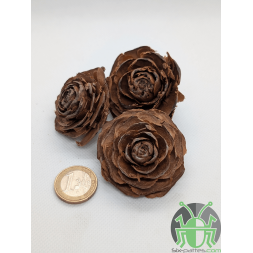 Rose de cèdre - Lot de 3