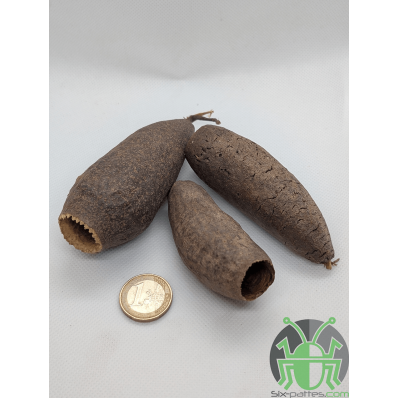 Jequitiba pod - Set of 3