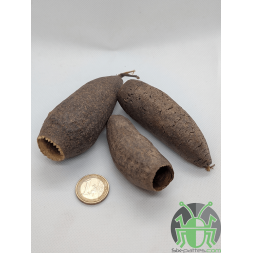 Gousse de Jequitiba - Lot de 3