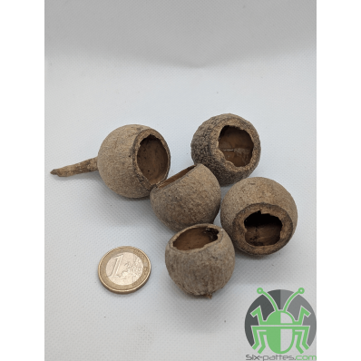 Gouri cups - Set of 5