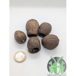 Gousse d'Eucalyptus - Lot de 5