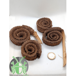 Anneau de palmier - Unité