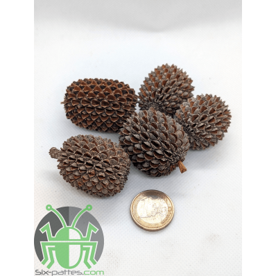 Cono de Casuarina - Gran tamaño - Lote de 5