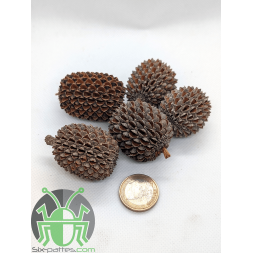Cono de Casuarina - Gran tamaño - Lote de 5