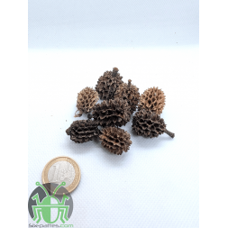Cône de Casuarina - Petite taille - Lot de 8