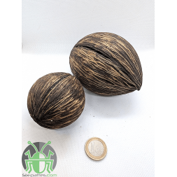 Boule de Mintolla - Unité