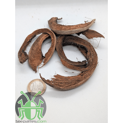 Cáscaras de Coco - Lote de 5