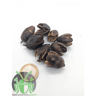 Gousse de bakuli - Lot de 10