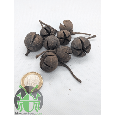 Gousse de Chiloni  - Lot de 10