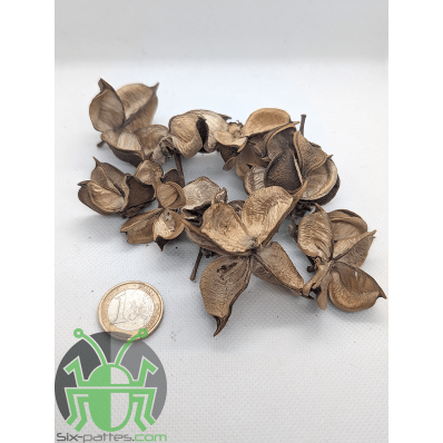 Cosse de coton - Lot de 10