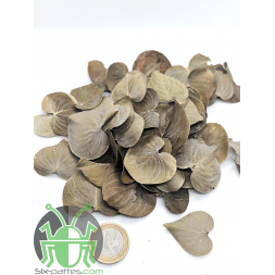 Feuilles de coracao - 15g