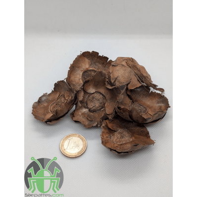 Fleurs de coco - Lot de 5