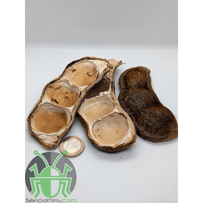 Gousse de Mucuna - lot de 3