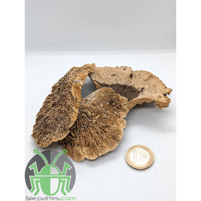 Champignon Fungus - Lot de 3