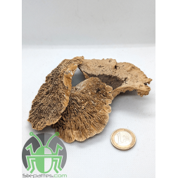 Champignon Fungus - Lot de 3