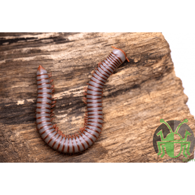 Atopochetus caudulanus