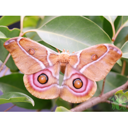 Antherina suraka