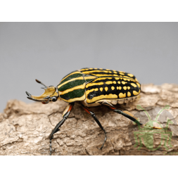 Mecynorrhina savagei