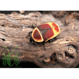 Pachnoda marginata peregrina