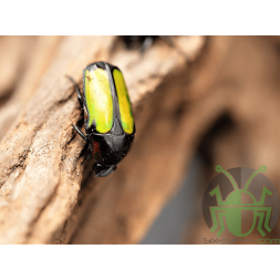 Chlorocala conjux