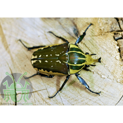 Mecynorhina polyphemus confluens