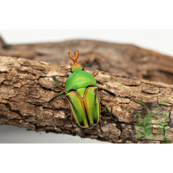 Eudicella frontalis