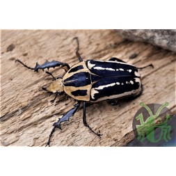 Mecynorrhina torquata ugendensis