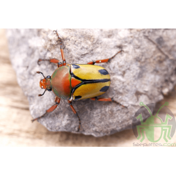 Eudicella trilineata interruptefasciata