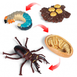 Figuras de ciclo del ciervo volante
