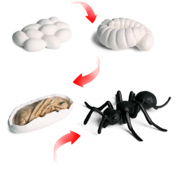 Figurines cycle de la fourmi